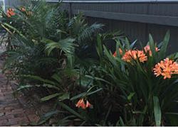 Narrabeen Garden After